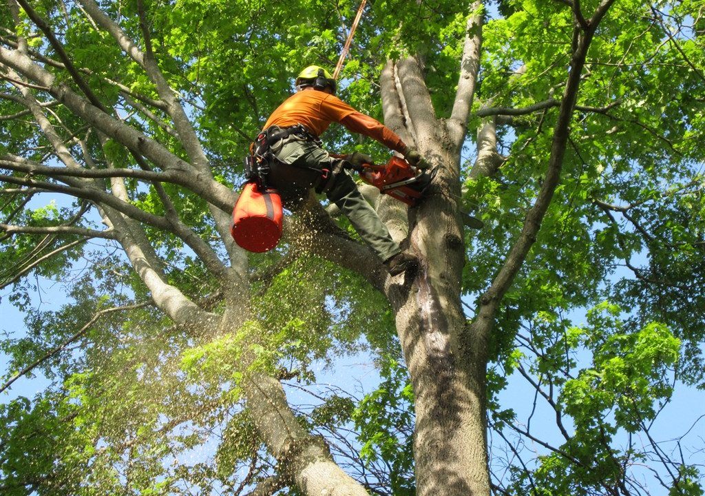 Walking Rope - Tree Enterprises