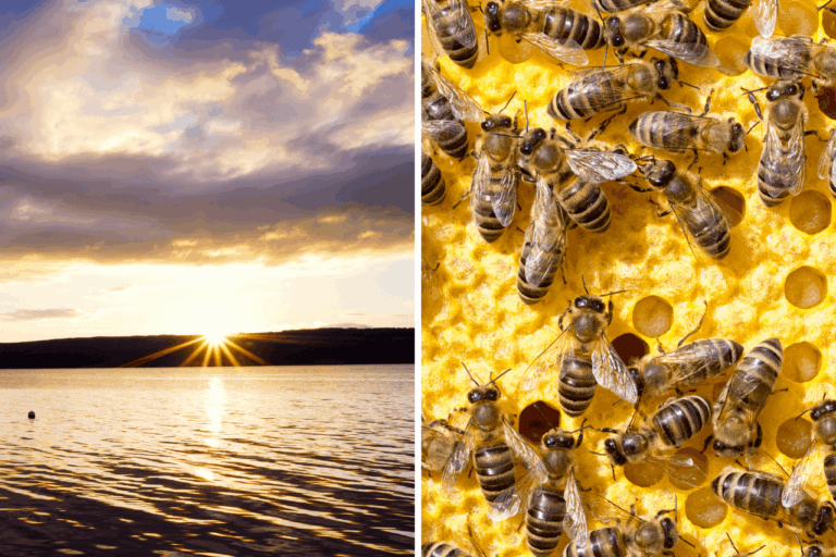 Sunrise and bee brood