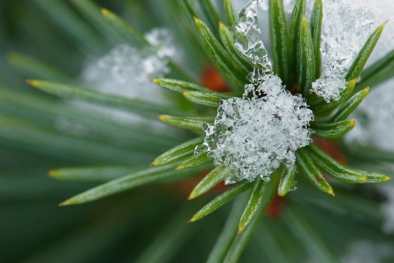 holiday houes snowflakes